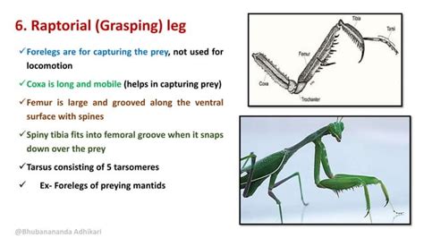 Insect Leg