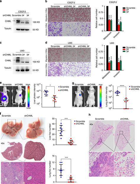 Knockdown Of Chml Decreased Cellular Migratory And Invasive Abilities