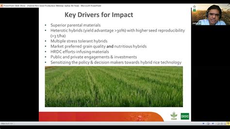 Hybrid Rice Seed Production Webinar Youtube