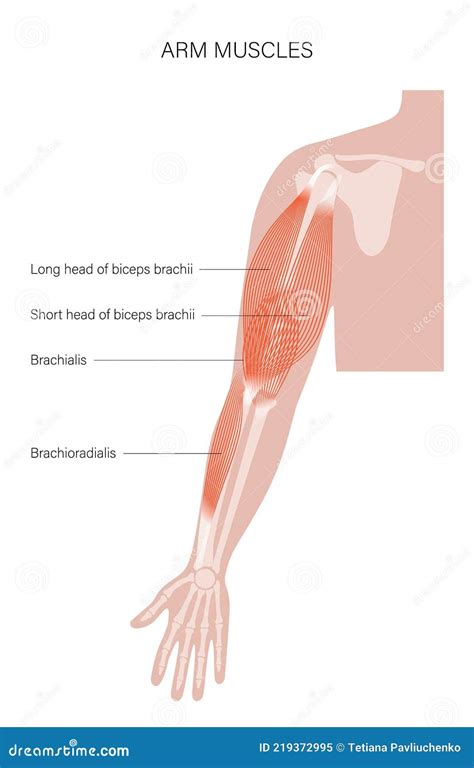 Brachialis And Brachioradialis Muscle Anatomy 3d Medical Illustration