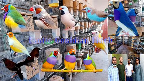 Creating An Exotic Gouldian Finches Setup A Guide To Colorful Avian