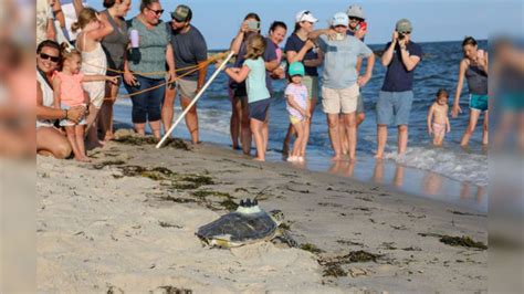 Watch Rescued Sea Turtles Released Back Into The Ocean Off The Cape After Months Of Rehab