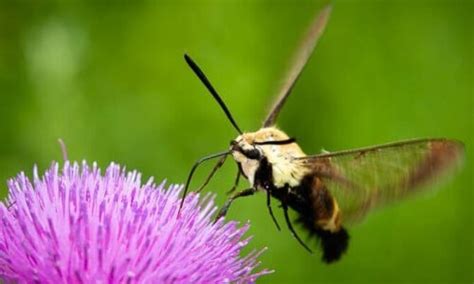 Snowberry Clearwing