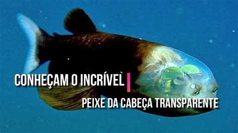 Conheçam o incrível PEIXE da cabeça TRANSPARENTE Vídeo Dailymotion