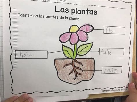 Identificando las partes de la... - Made for Teaching 1st | Facebook 