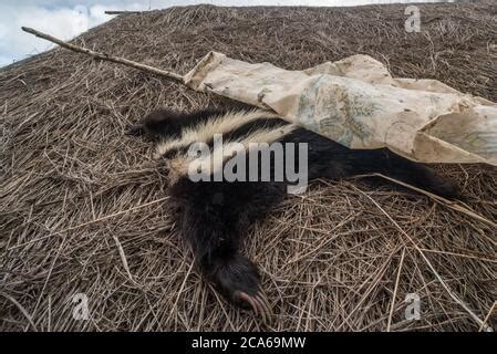 Molina S Hog Nosed Skunk Conepatus Chinga Outside Lodge Torres Del