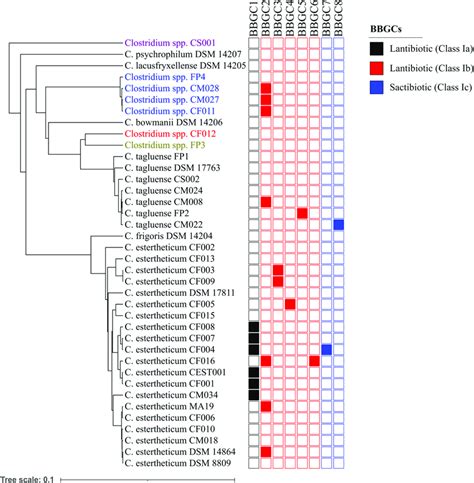 Distribution Of Bacteriocin Biosynthetic Gene Clusters Bbgcs Within