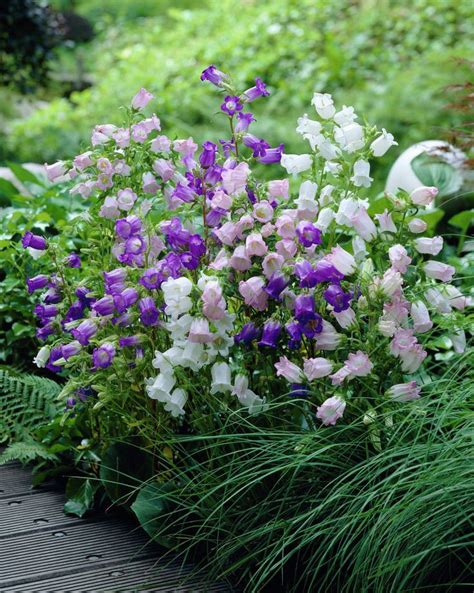 Campanula Medium Canterbury Bells Single Flower Campanula Medium