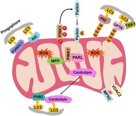 Frontiers Lc Mediated Mitophagy After Cccp Or Vibrio Splendidus