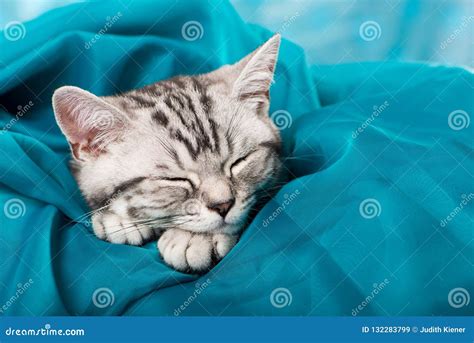 Gatito De Plata Del Gato Atigrado El Dormir En Fondo Azul Imagen De