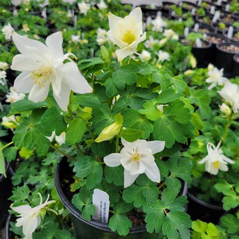 Aquilegia X Hybrida Pas Aquilegia Earlybird White From