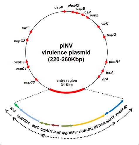 Genetic Map Of The Pinv Of Shigella And Eiec Strains The Red Arrows