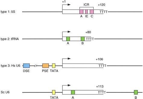 Recruitment of RNA polymerase III to its target promoters