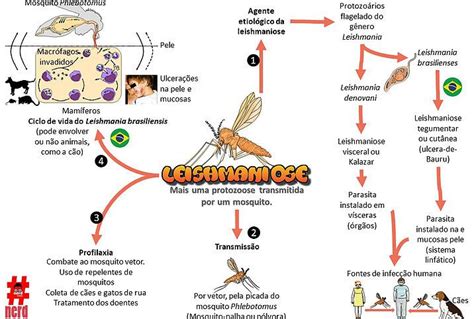 Mapas Mentais Biologia Leishmaniose Mapas Mentais Tegumentar