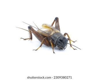 Male Common Field Cricket Gryllus Species Stock Photo 2309380271 | Shutterstock