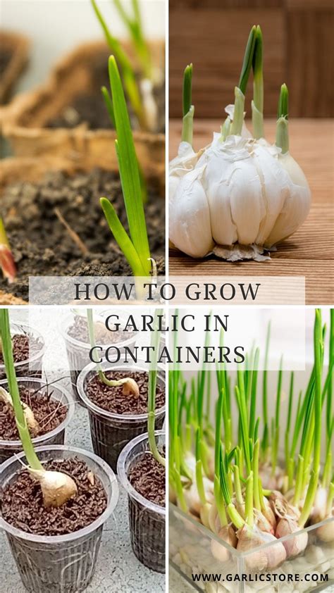 A Simple Guide To Growing Garlic In Containers The Complete Step By