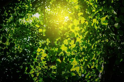 Green leaves with sunlight stock photo. Image of park - 116268528