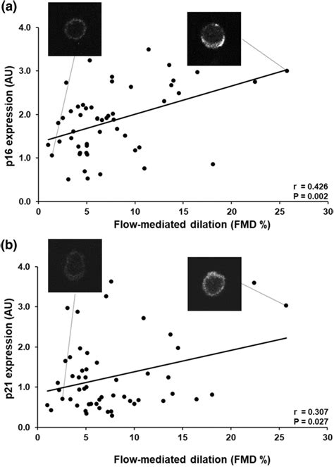 Positive Correlation Between Flow Mediated Dilation Fmd With P16 A