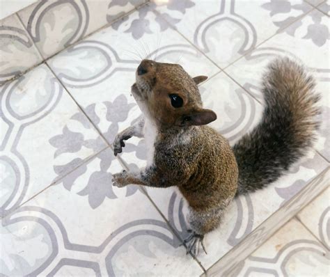 Grace On Twitter RT Squirrels Urban EXCUSE ME YOUR HONOUR CAN MY