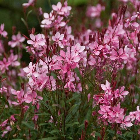 Gaura Gambit Rose Vente Gaura Compacte Vivace