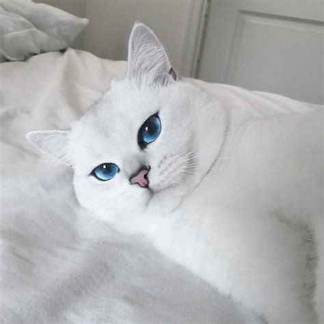 Coby The Cat With The Most Stunningly Beautiful Eyes Becomes Internet