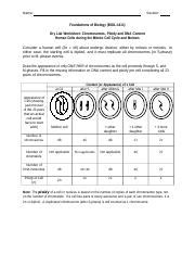 Worksheet Ploidy And Dna Content Docx Name Section