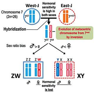 The Potential Sex Chromosomes In Frogs The Chromosome Numbers Of X And