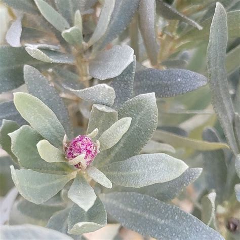 Grey Saltbush From Rosebud Foreshore Playground Point Nepean Rd