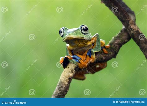 Tree Frog Flying Frog Javan Tree Frog Wallace Stock Image Image Of