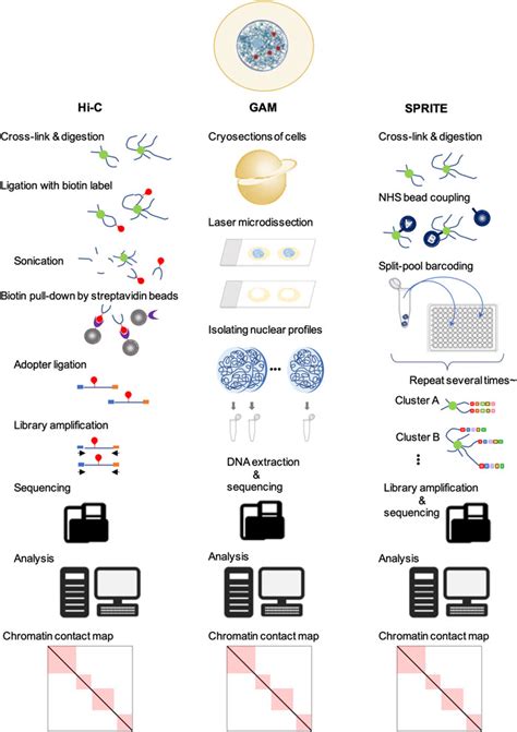 Frontiers Potential Roles Of Inter Chromosomal Interactions In Cell