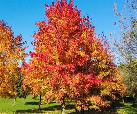 Species Spotlight Liquidamber Styraciflua Sweet Gum Edge Of The