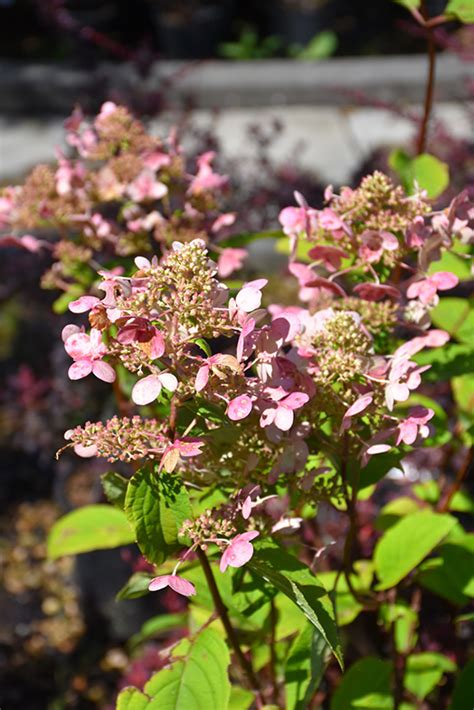 Fire And Ice Hydrangea Hydrangea Paniculata Wim S Red In Calgary