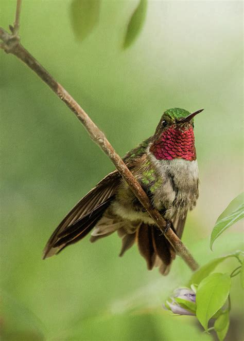 Ruby Hummingbird With Passion Bud By Melinda Moore