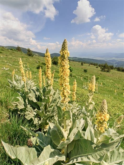 Mullein Plants Should You Grow Mullein In Gardens Gardening Know How