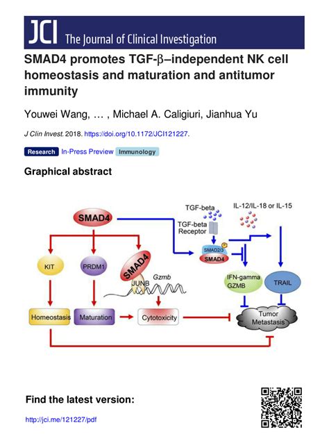 Pdf Smad4 Promotes Tgf βindependent Nk Cell Homeostasis And