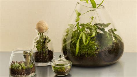 These Easy DIY Terrariums Are Mini-Biodomes For Your Home — Sunset