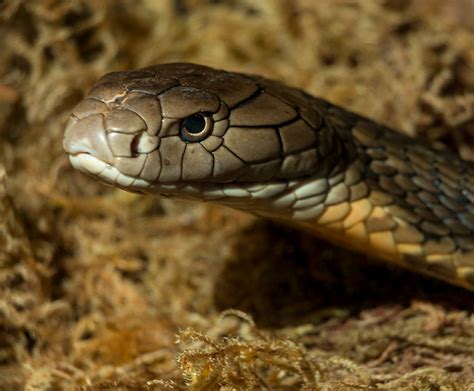 Philippine Cobra Bite