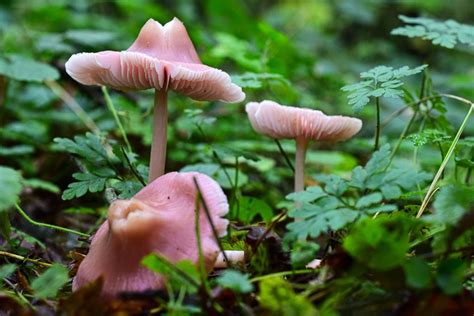 Pink Ones Pink Mushroom Stuffed Mushrooms Nature Photography