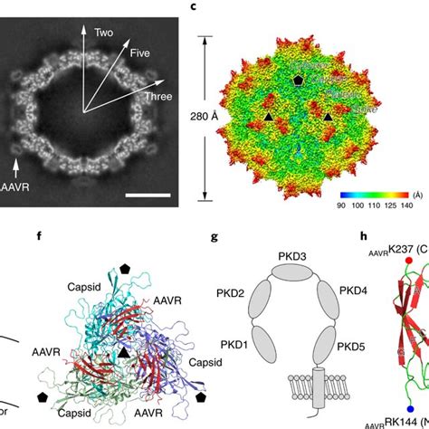 The cryo-EM structures a,b, The central cross-sections through the ...