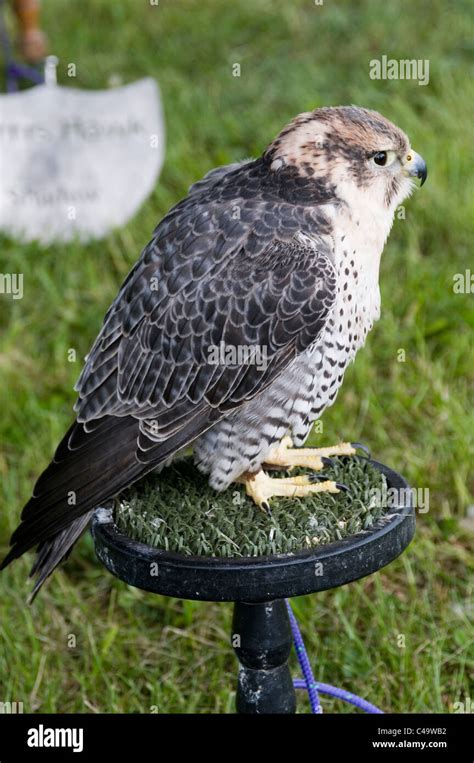 Peregrine Saker Falcon Bird Of Prey Birds Falconry Falconer Falconers