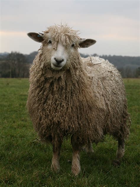 How many sheep breeds are there? - Animal workshops and parties for fun ...