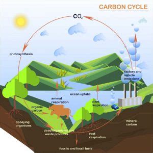 Carbon Cycle - Definition, Steps and Examples | Biology Dictionary