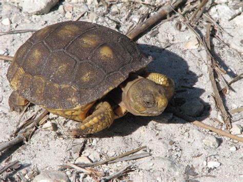 Baby Gopher Tortoise Estero Buffer Preserve Wayne T Tom Helfrich