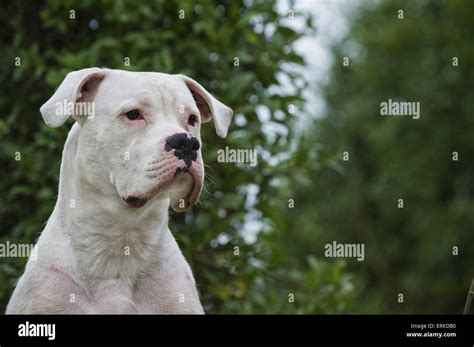 Argentino Hi Res Stock Photography And Images Alamy