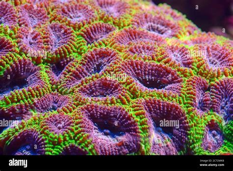 Colorful coral underwater Stock Photo - Alamy