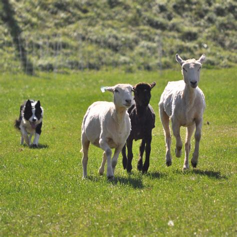 Herding & Shearing Demos with Jim McRae - Vermont Sheep & Wool Festival