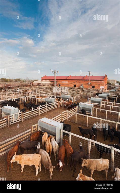 Usa Oklahoma Oklahoma City Oklahoma National Stockyards Elevated View Of Cattle Pens Stock