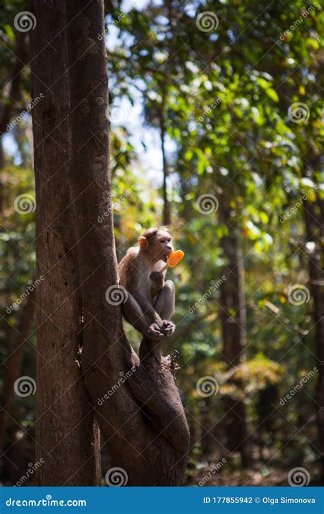 Monkey On A Tree In India In A National Park Waterfalls Athirapilly