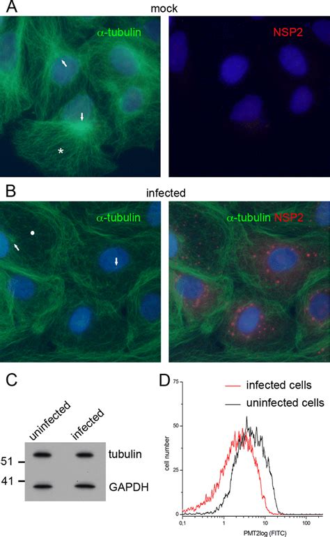 Rotavirus Infection Induces Modifications In The MT Network A And B