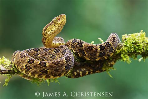 Bothrops Punctatus Primeval Nature Images By James A Christensen